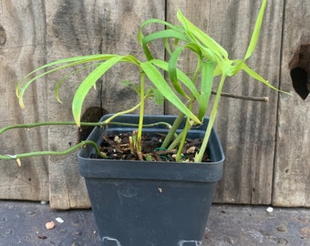 Amydrium zippelianum* live rooted planted*