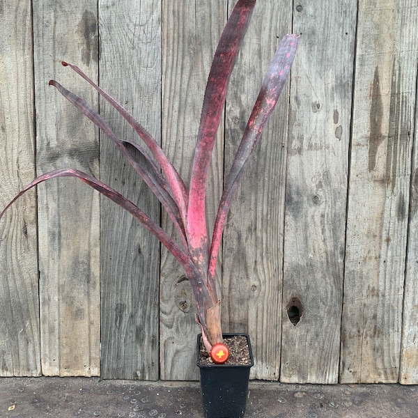 Billbergia Afterglow, live rooted plant