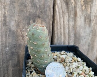 Tephrocactus articulatus var. inermis Pinecone cactus