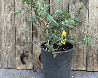 Melaleuca elliptica; Granite honey-mrytle live plant