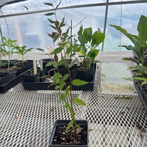 Planera aquatica, the planertree or water elm live plant