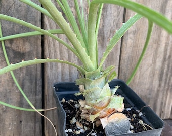 puya mirabilis Live rooted plant
