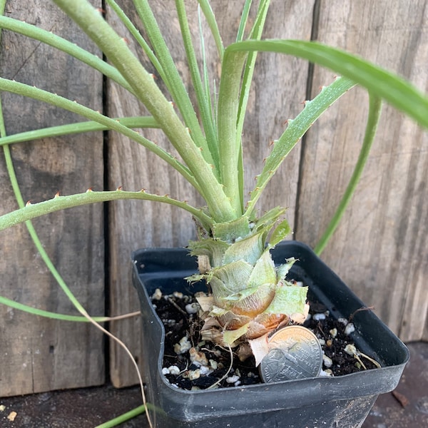 puya mirabilis Live rooted plant