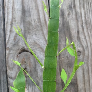 Tapeworm plant Homalocladium platycladum image 6