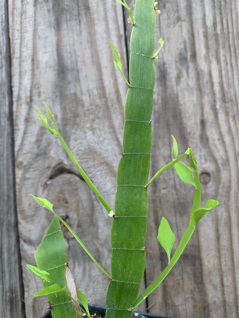 Tapeworm plant Homalocladium platycladum image 6