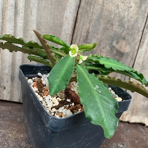Euphorbia hybrid ‘Nat Wong’ Live rooted plant