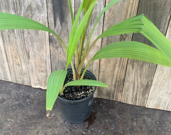 curculigo capitulata, palm grass live rooted plant