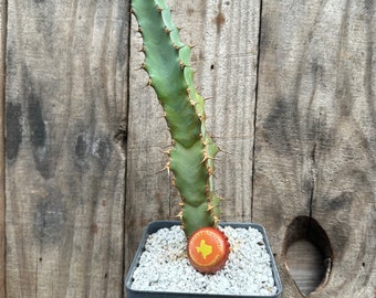 euphorbia coerulescens Live rooted plant