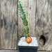 see more listings in the Succulents  section