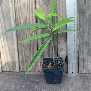 Ficus maclellandii Alii, live rooted plant