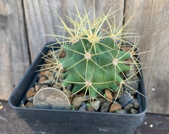 Blue barrel ferocactus glaucescens-2 live rooted plants