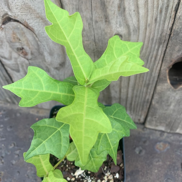Ficus tannoensis ; rare Taiwan Ficus