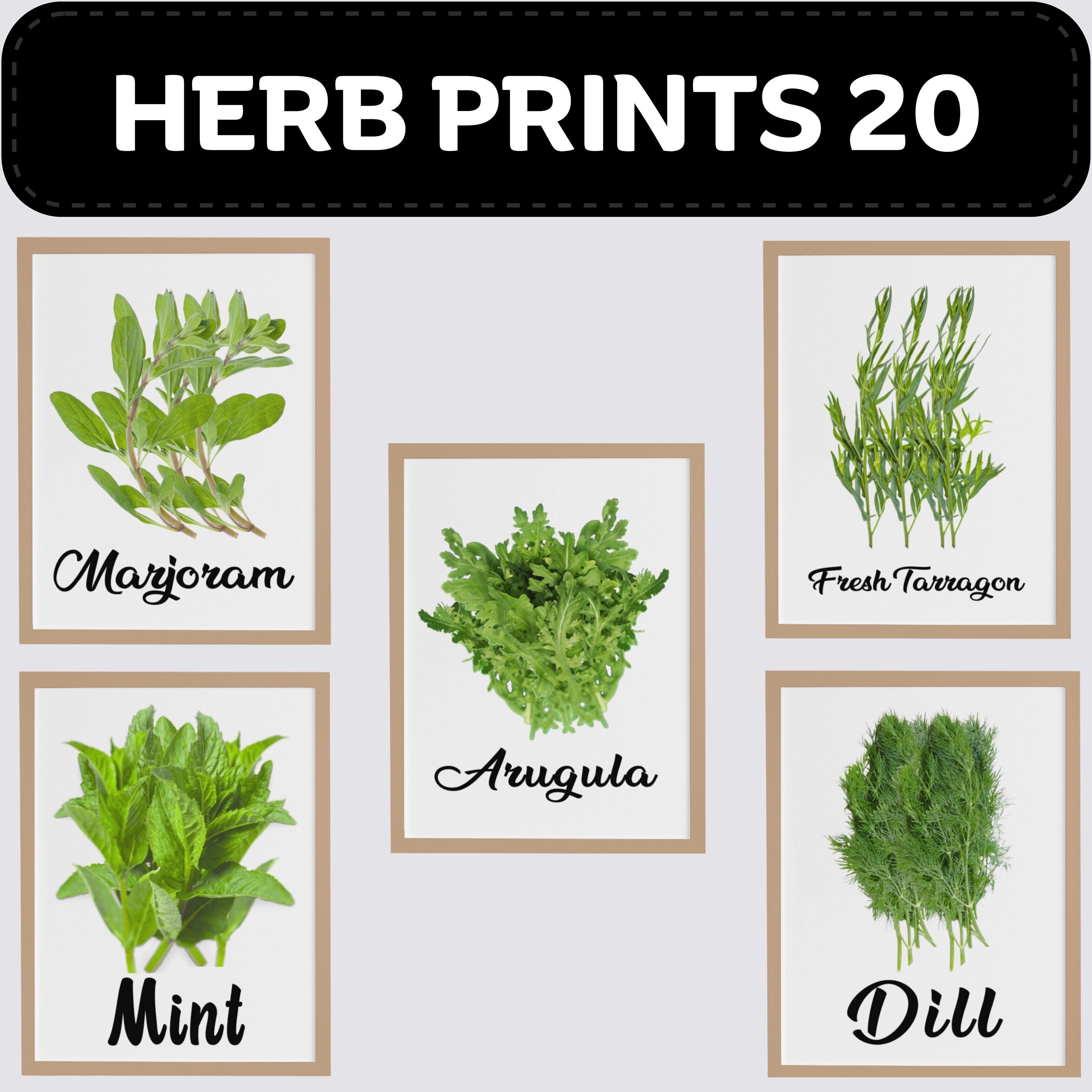 Herb Print Set of 20, Herb Kitchen Printable Digital Files Instant ...