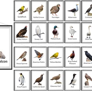 Birds of Prey Waterbirds Songbirds Game Birds Seabirds Printable Wall Art Set of 25, Digital Downloadable Animal Artwork Prints For Home