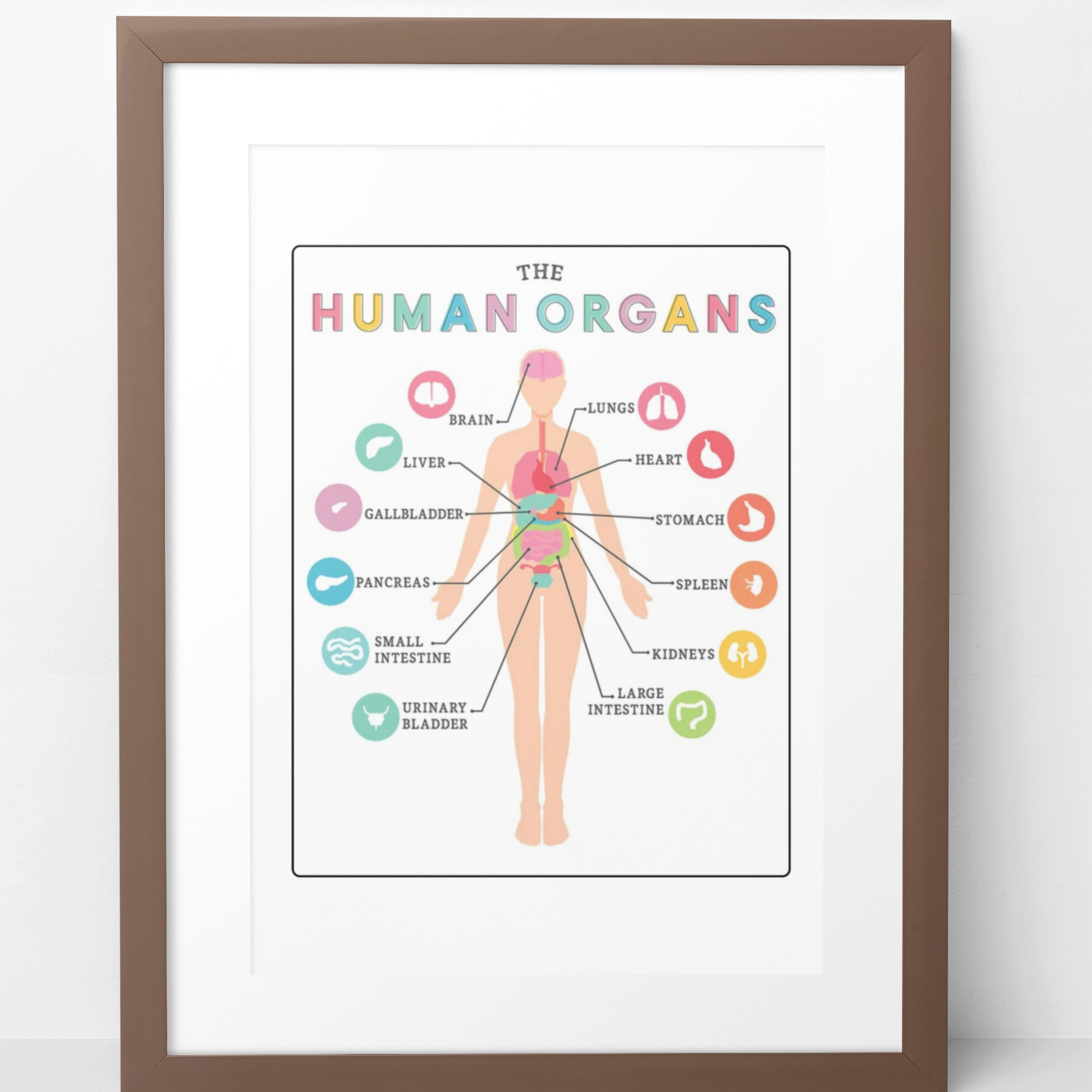 Parts of the Body Labelling Activity Education Printable, Human Anatomy ...