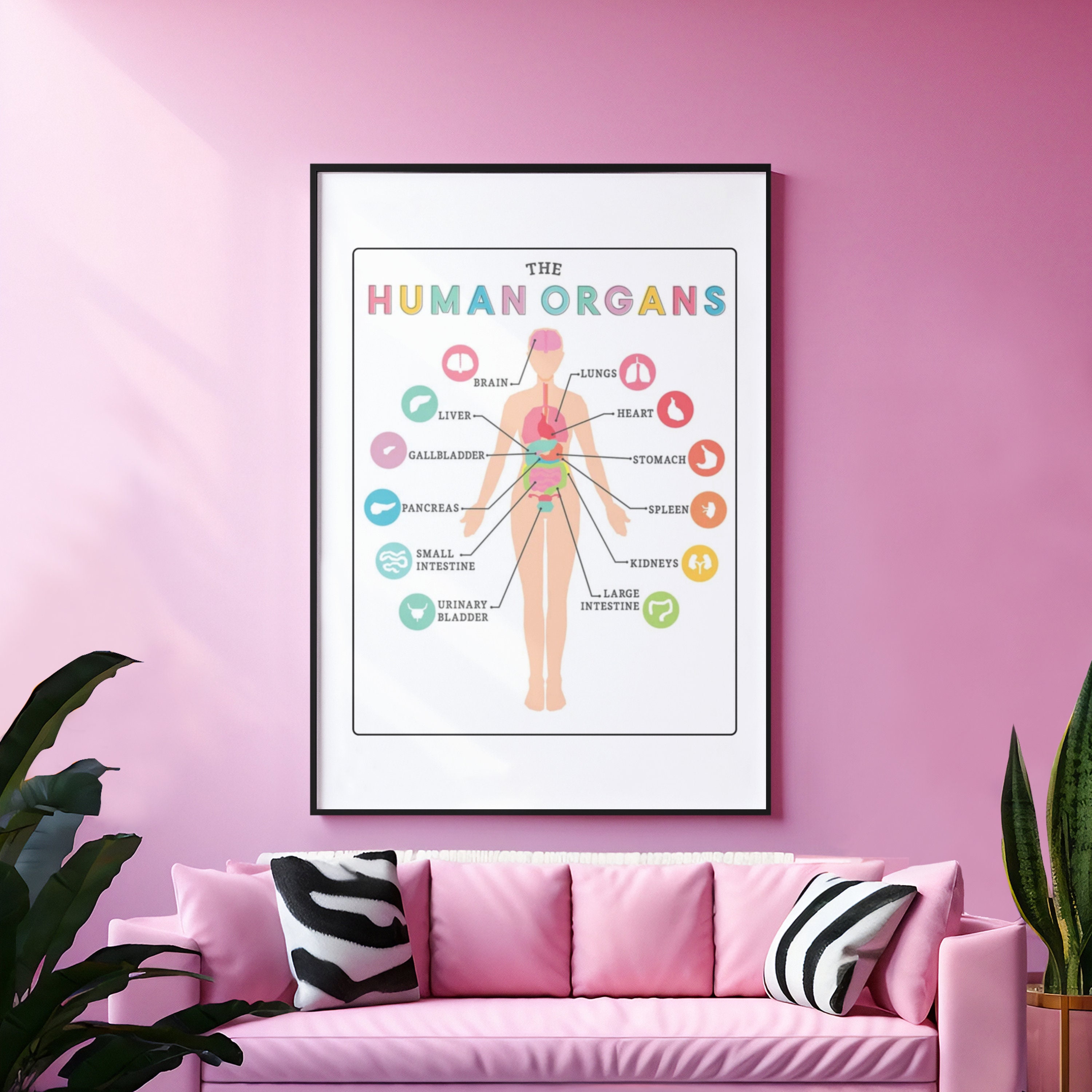 Human Anatomy Poster: Organs Body Diagram, School Education (digital ...