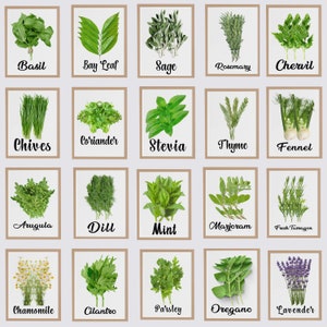 Herb Print Set of 20, Herb Kitchen Printable Digital Files Instant ...