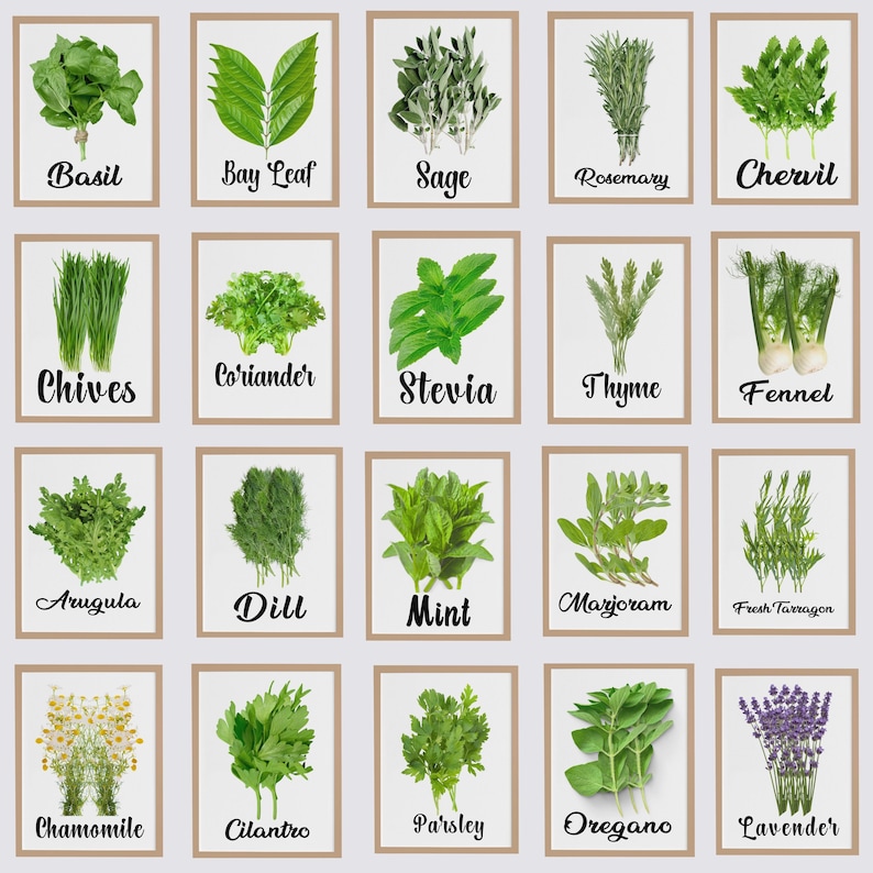 Herb Print Set of 20, Herb Kitchen Printable Digital Files Instant ...