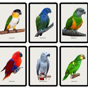True Parrots (Psittacidae) Digital Download Art, Parrot Prints Set of 6, Birds Print Tropical Kids Room Decor, Birdwatcher Artwork Present