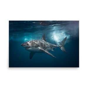 Bruce - photo paper poster