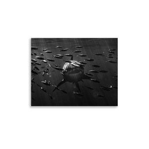 Hors d&#39;oeuvres - photo paper poster