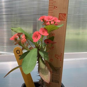 Crown of Thorns. Small Well Rooted Starter Plant 3-6 Inches Tall. Corona de Cristo