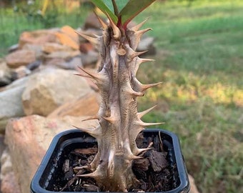 Crown of Thorns. Christ Thorn Plant. Euphorbia Milli