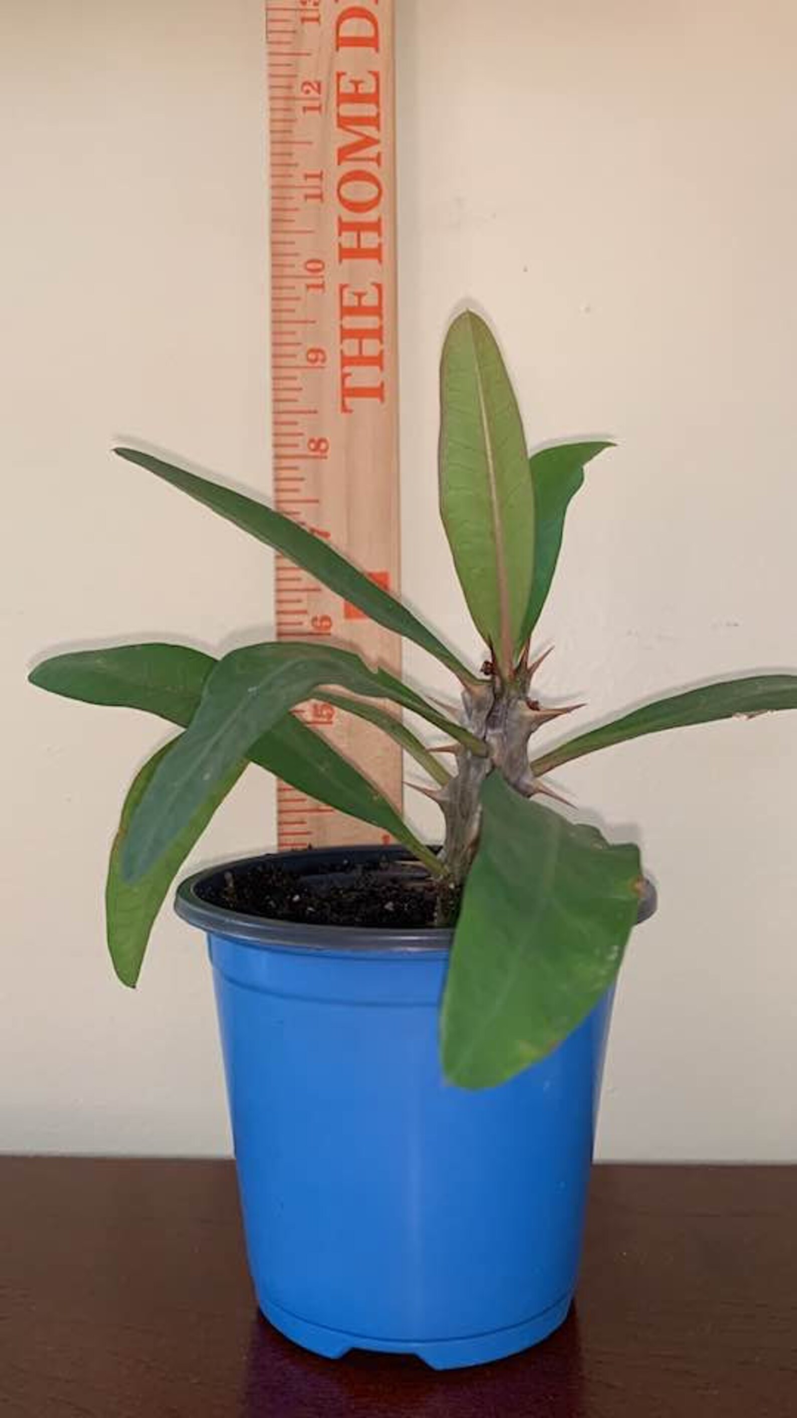 Crown of Thorns. Christ Thorn Plant. Euphorbia Milli - Etsy