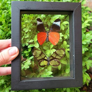 BEAUTIFUL Peruvian Glass Framed Butterfly H - Elegant Nature - Panacea Prola - Dircenna Loreta