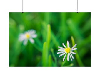 Horizontales Blumen Poster