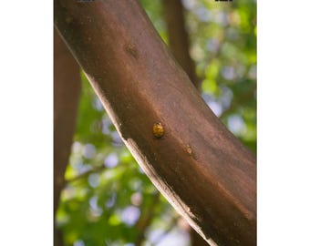 Ladybug Print: Orange Insect on Branch, Nature Wall Art