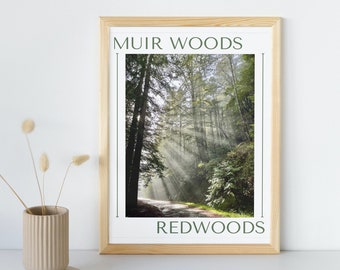 Muir Woods Redwoods Digital Print/Downloadable Photograph