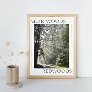 Muir Woods Redwoods Digital Print/Downloadable Photograph