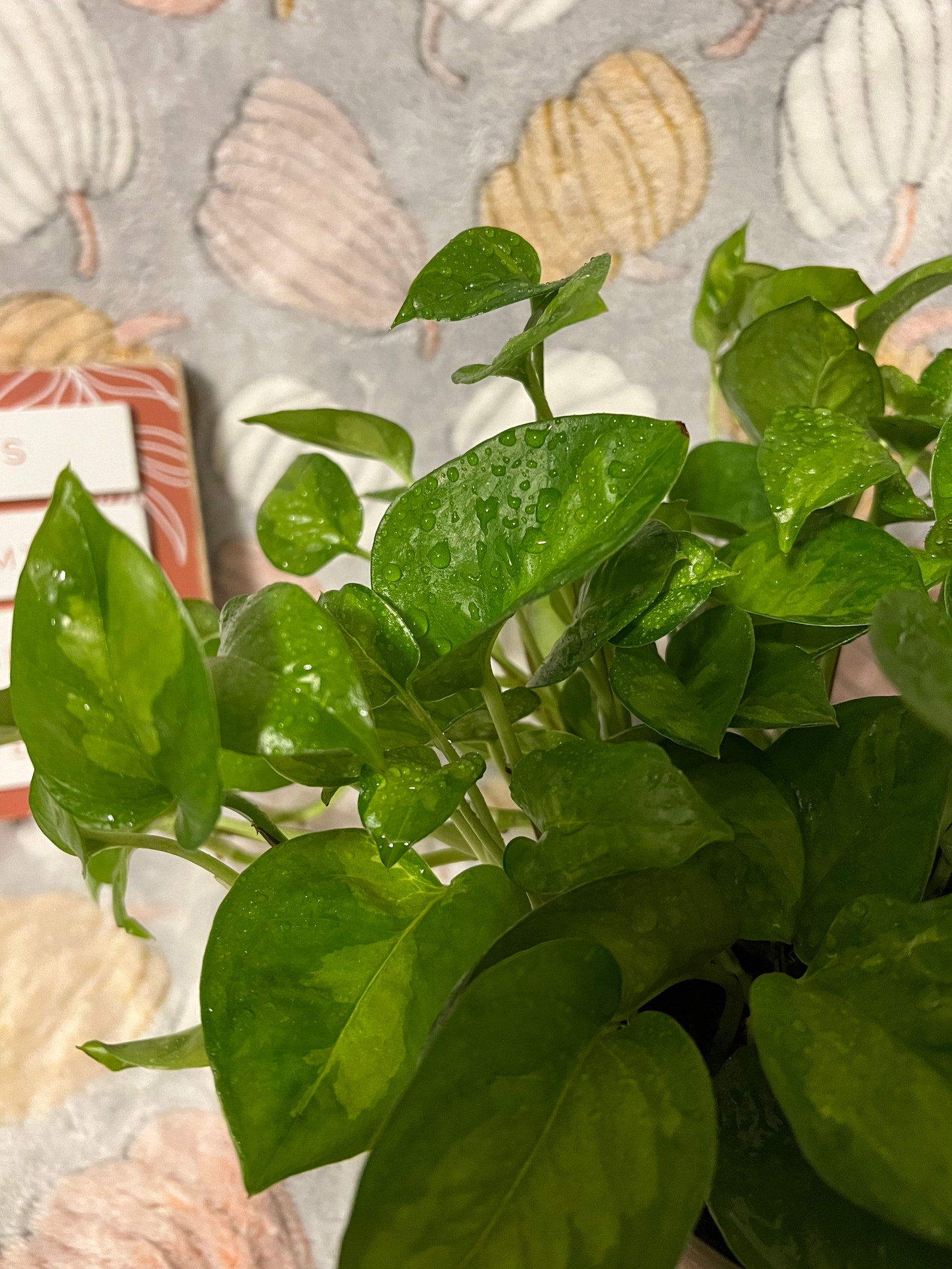 RARE Epipremnum Aureum global Green House Plant Different Etsy
