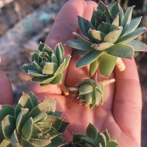 1&quot;-3&quot; Hens and chicks plants SEMPERVIVUM cuttings