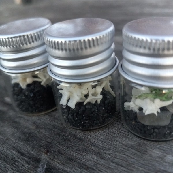 Tiny rattlesnake vertebrae curiosity jar, bone terrarium, or pocket talisman.