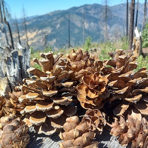 Pine cone mix! Douglas fir and pine! Craft pine cones