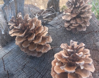 Pinecones for crafts