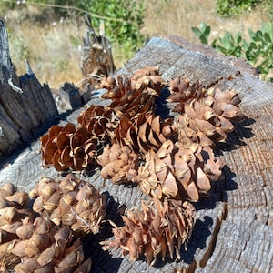 Douglas fir cones