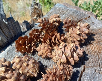 Douglas fir cones