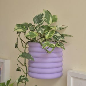 May include: A lavender wall-mounted plant pot with a ribbed design, filled with a green and white pothos plant. The trailing vines and leaves contrast with the solid-coloured pot, creating a visually appealing display.