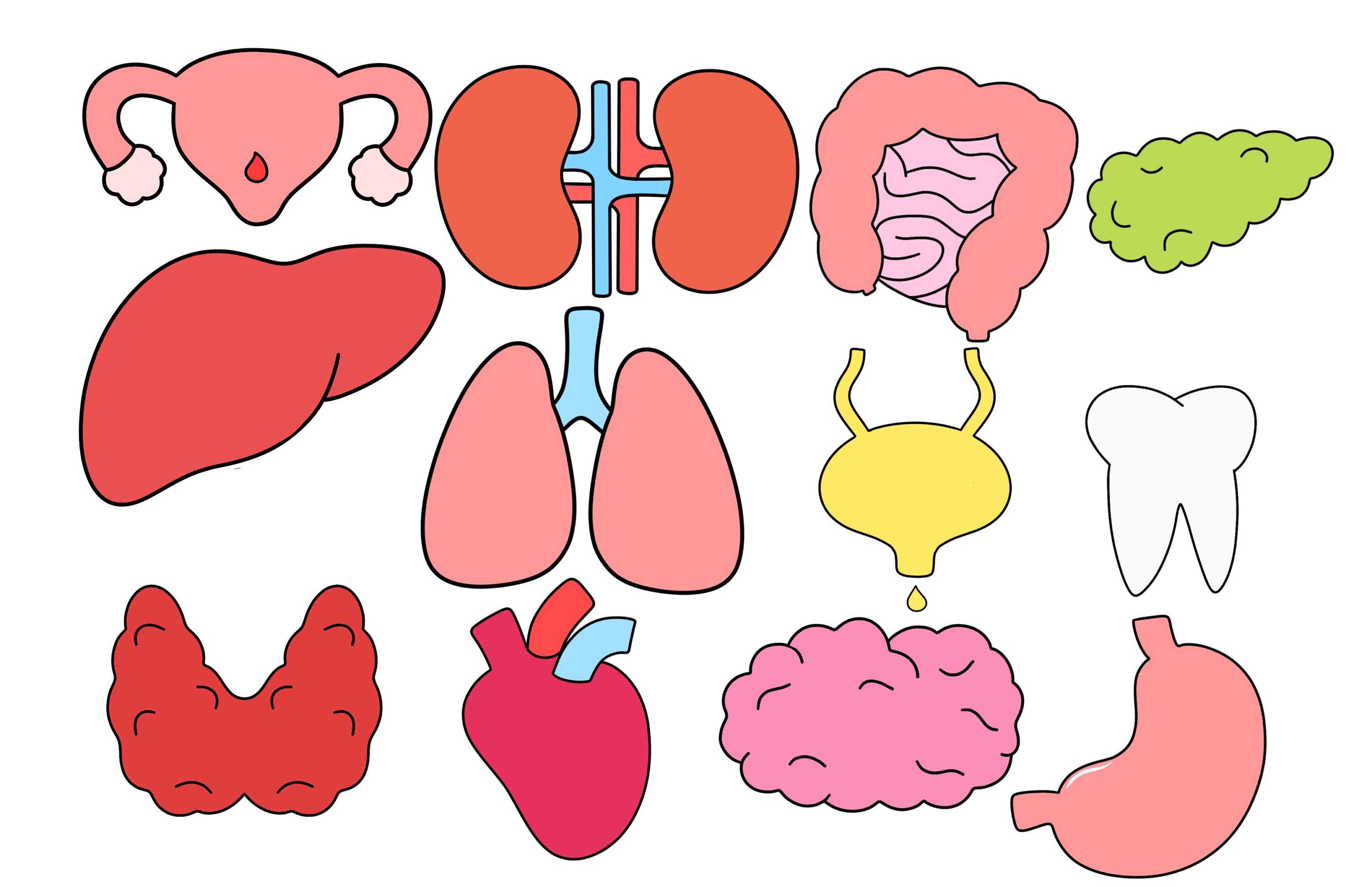 Kawaii Organ Clipart Organ Svg Printable Body Organs Clip Art Digital ...