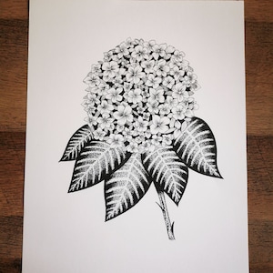 Ilustración Hortensia Hortensia
