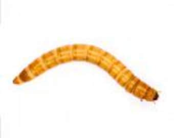 mealworms