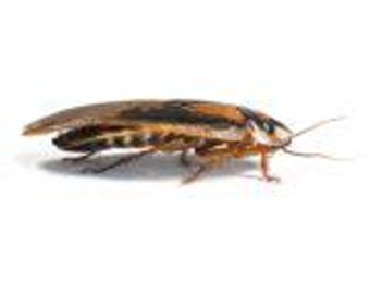 Dubia Roaches, Adult (35-40mm)