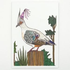 Crested Pigeon Greeting Card Native Australia Birthday Card Hand Drawn Customisable Party Blank Card All Occasion Personalised Nature Card
