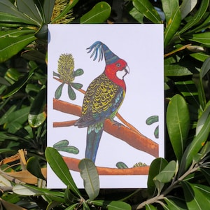 Eastern Rosella Australian Bird Card Birthday Gift Greeting Anniversary Hand-drawn recycled paper Envelope Blank Inside Party Banksia Print