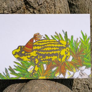 Southern Corroboree Frog Greeting Card Native Australia Birthday Card Original Hand Drawn Unique Art Party Blank Card Endangered Nature Card