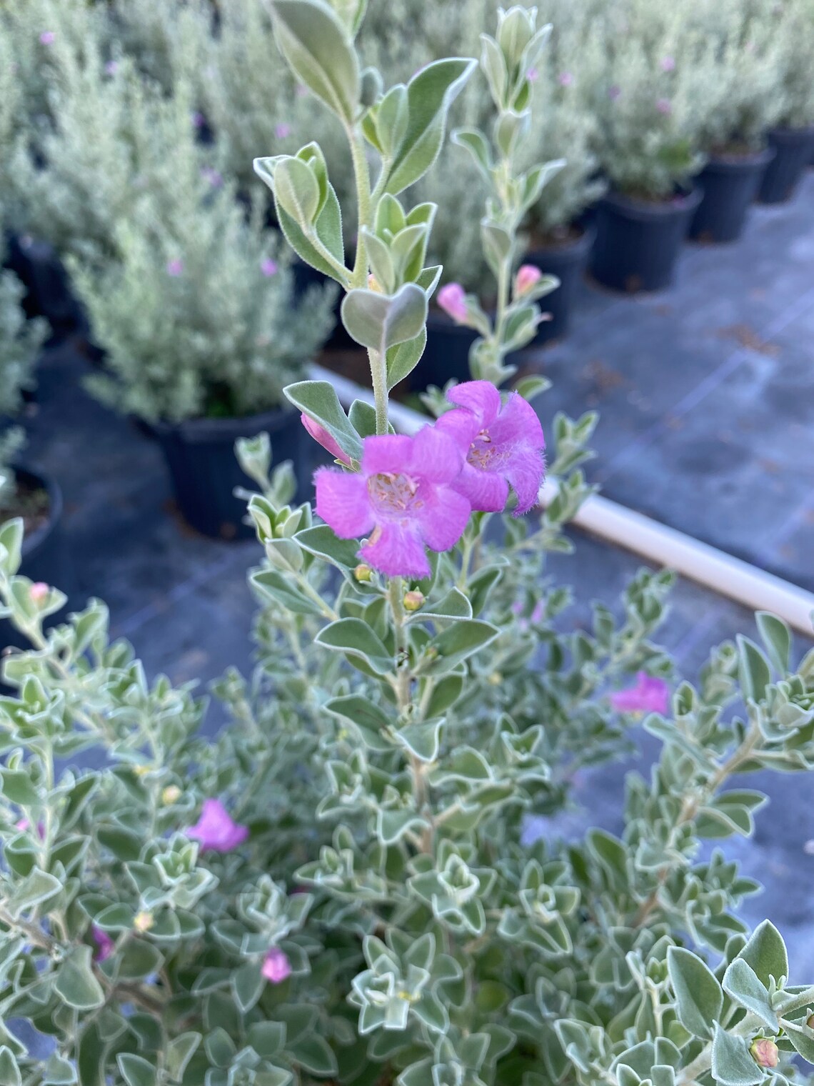 Texas Sage Green Cloud Bush 3 Gal Pot Etsy