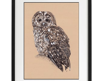 tawny owl black ink biro pen sketch fine art print